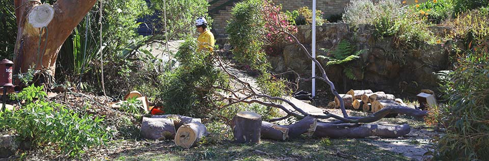 Best Logan tree removal service
