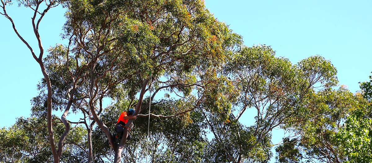 Removing braches from a Eucalyptus tree